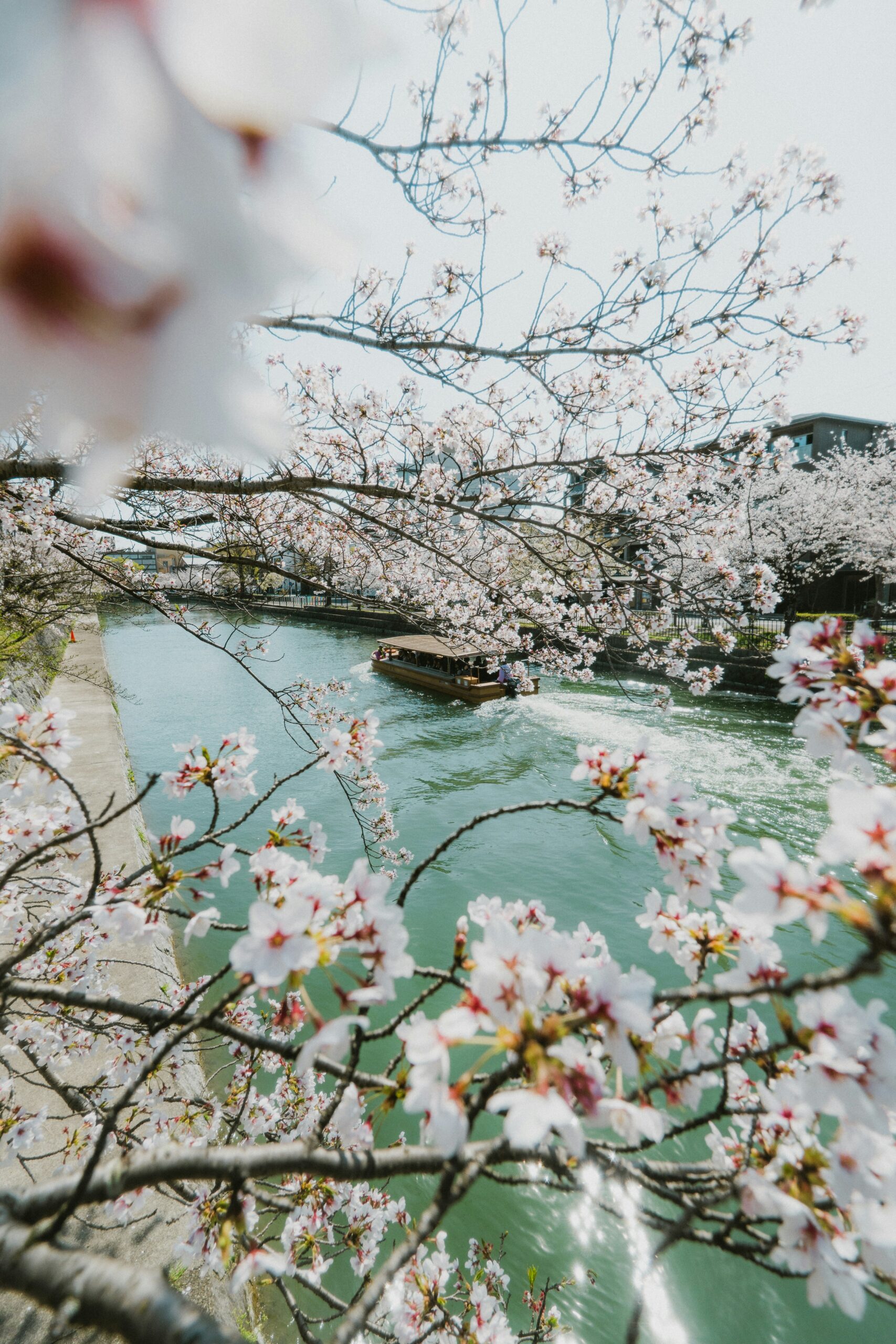 Japan waterway framed by cherry blossoms