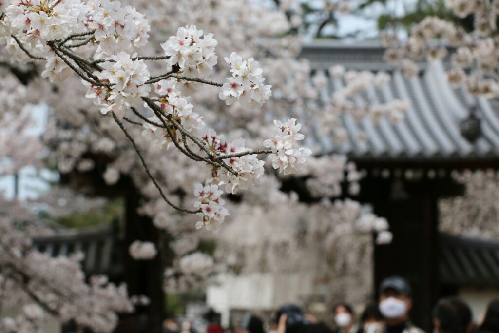 Kyoto temple framed by cherry blossoms in soft early morning light.